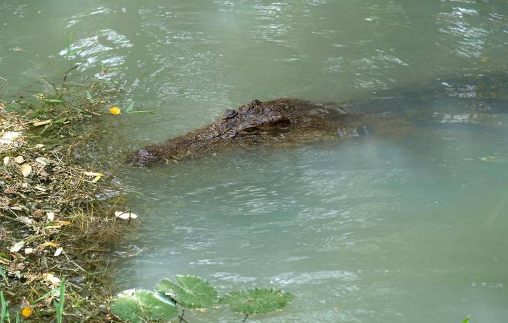 A crocodile in Yahya Jammeh's private pond A crocodile in Yahya Jammeh's private pond