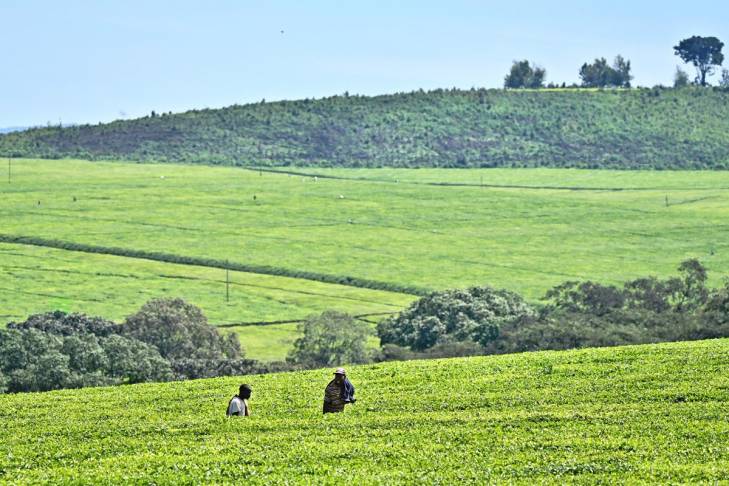 Plantation de thé sur les hauts plateaux de Kericho au Kenya Plantation de thé sur les hauts plateaux de Kericho au Kenya